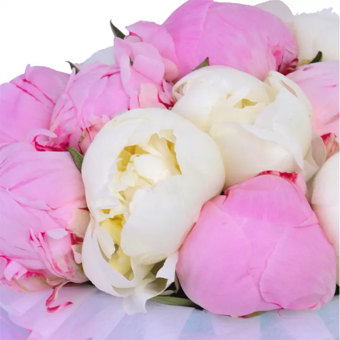 Букет из 11 разноцветных пионов в голубой шляпной коробке