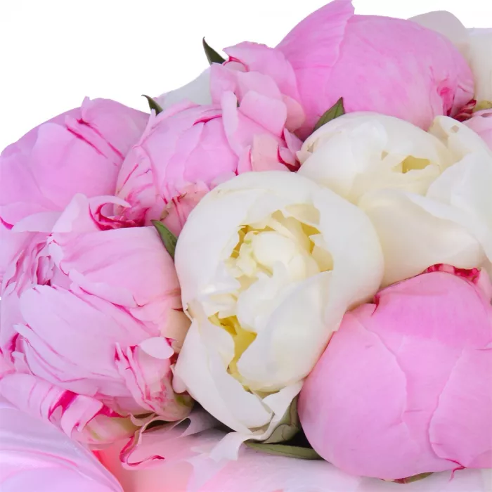 Букет из 11 разноцветных пионов в кремовой шляпной коробке