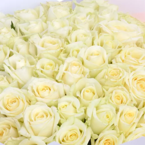 75 белых роз Premium 40 см