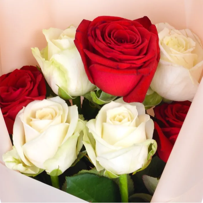 7 красных и белых роз 60 см в пленке