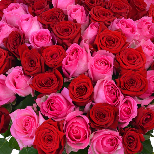 Букет из 75 разноцветных роз Premium 60 см