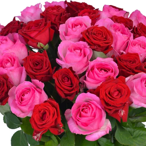 25 разноцветных роз Premium 50 см