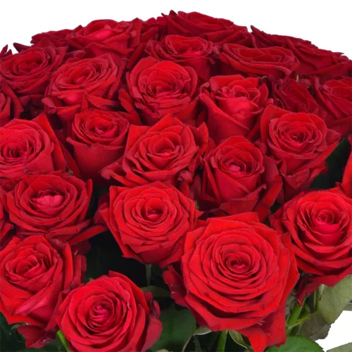 35 красных роз Premium 60 см