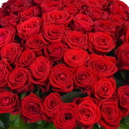 75 красных роз Premium 60 см