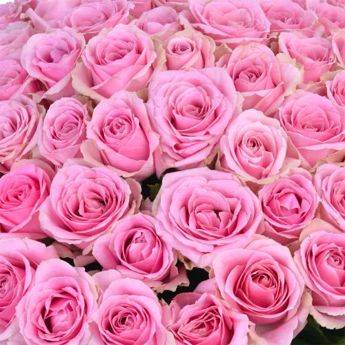 75 розовых роз Premium 60 см