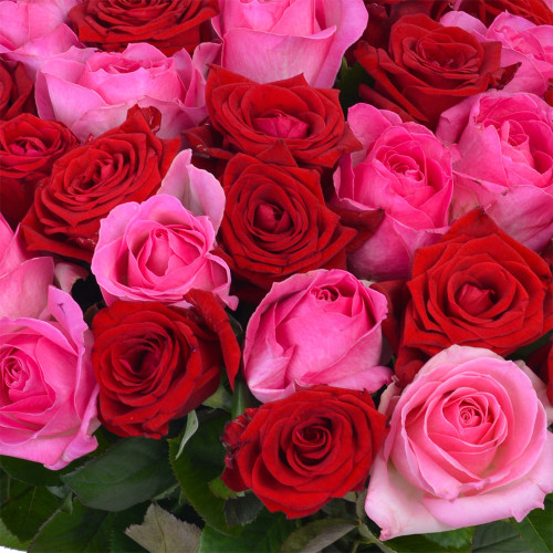 Монобукет из 51 разноцветной розы 50 см под ленту