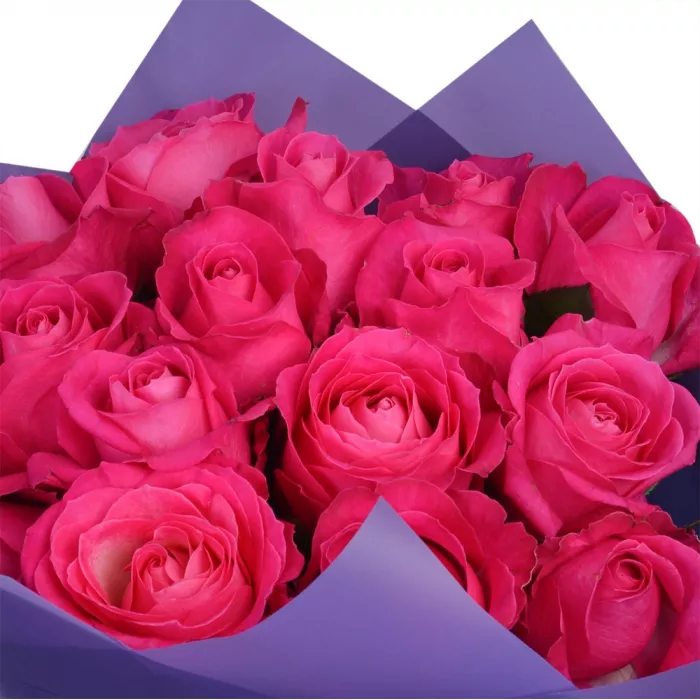 15 малиновых роз 50 см