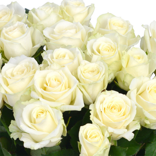 Монобукет из 21 белой розы 60 см