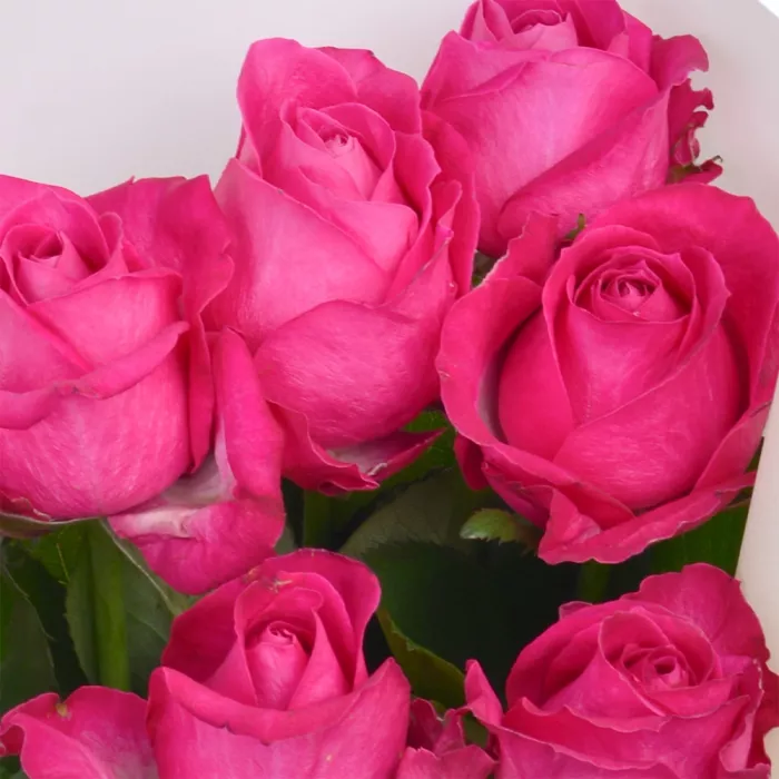 7 малиновых роз 60 см