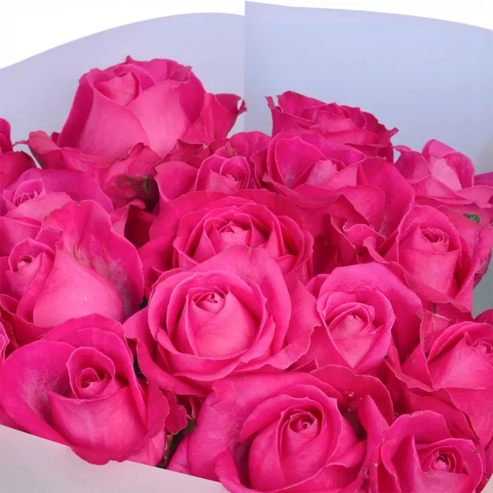 19 малиновых роз 60 см