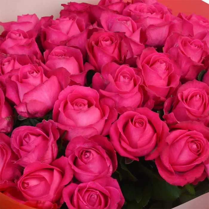 35 малиновых роз Premium 60 см