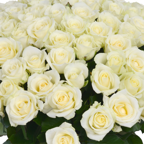 75 белых роз Premium 50 см