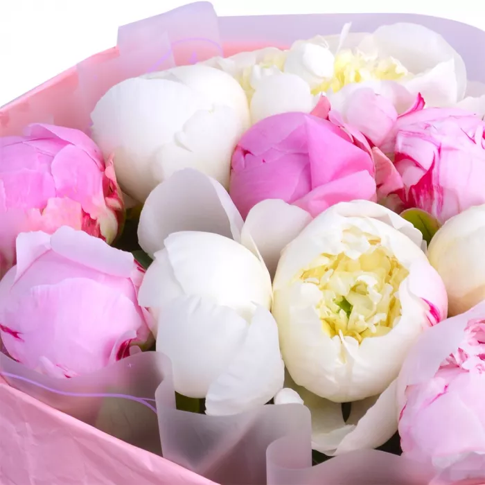 11 разноцветных пионов