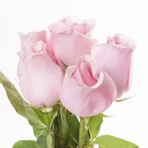 Монобукет из 5 розовых роз Эквадор 70 см