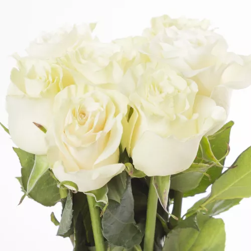 Монобукет из 7 белых роз Эквадор 70 см
