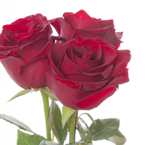 Букет из 3 красных живых роз Эквадор 70 см