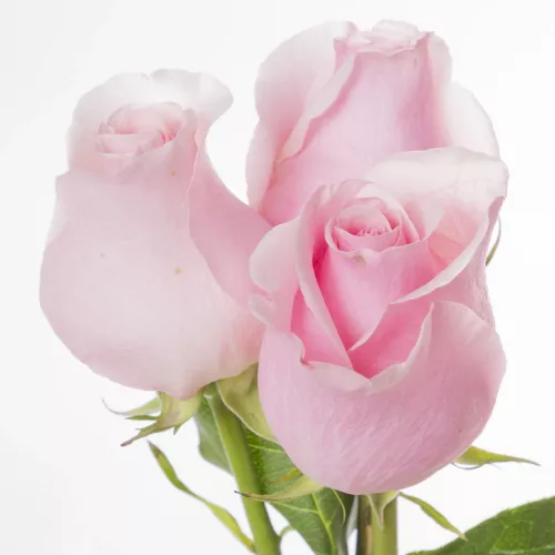 Монобукет из 3 розовых роз Эквадор 70 см