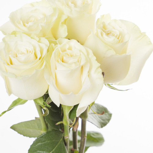 Букет из 5 белых длинных роз Эквадор 70 см