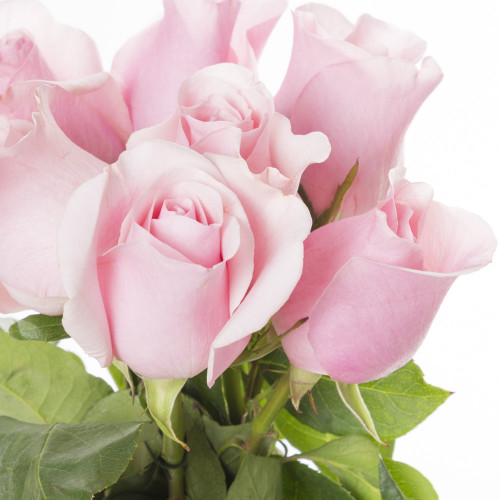 Монобукет из 7 розовых роз Эквадор 70 см