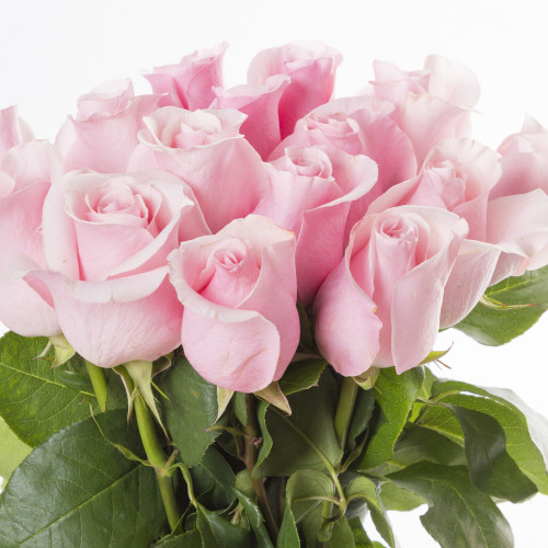 Букет из 15 розовых роз Эквадор 70 см