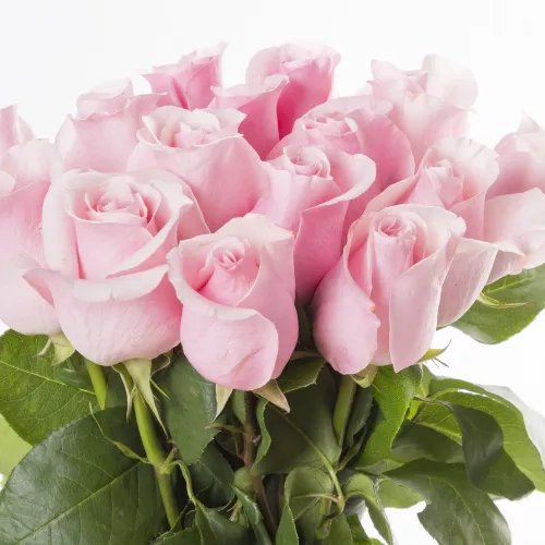 Монобукет из 15 розовых роз Эквадор 70 см
