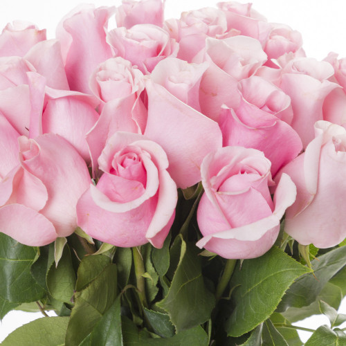 19 розовых роз Эквадор 70 см