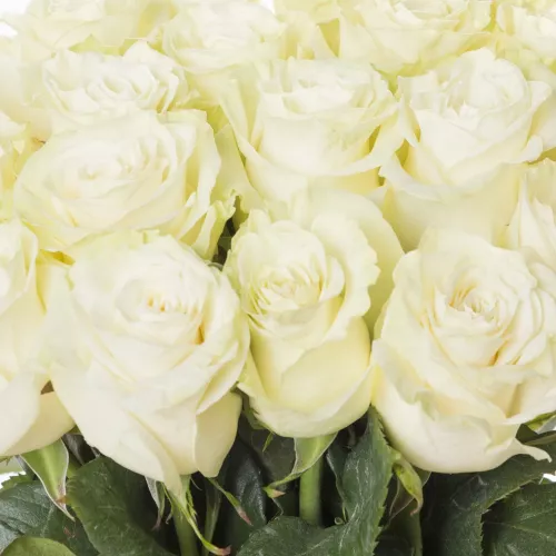 19 белых длинных роз Эквадор 70 см