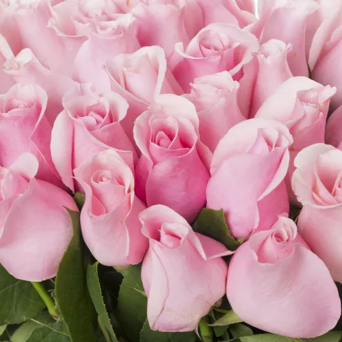 Букет женщине на юбилей из 35 розовых роз Эквадор 70 см