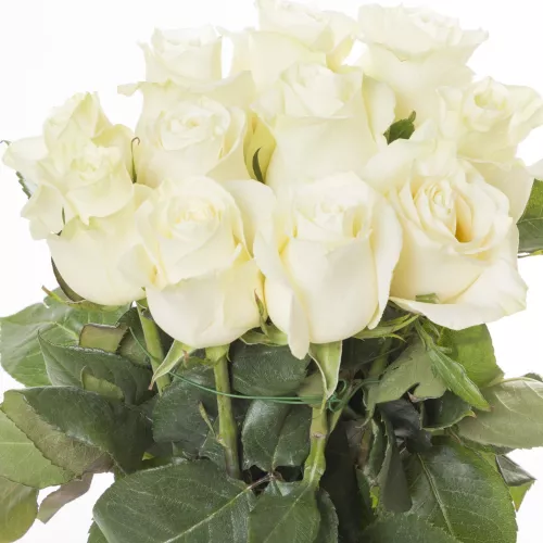 Монобукет из 11 белых роз Эквадор 70 см