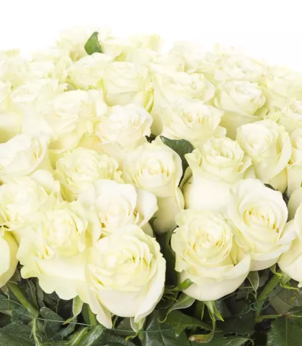 Букет из 51 белой розы Эквадор 70 см
