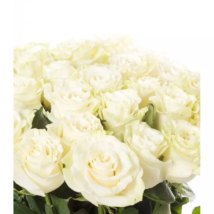 25 белых роз Эквадор 70 см