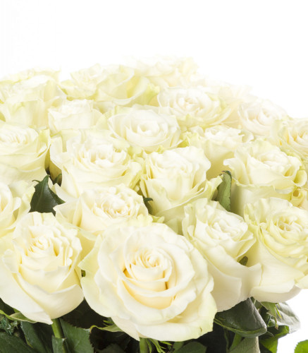 25 белых роз Эквадор 70 см