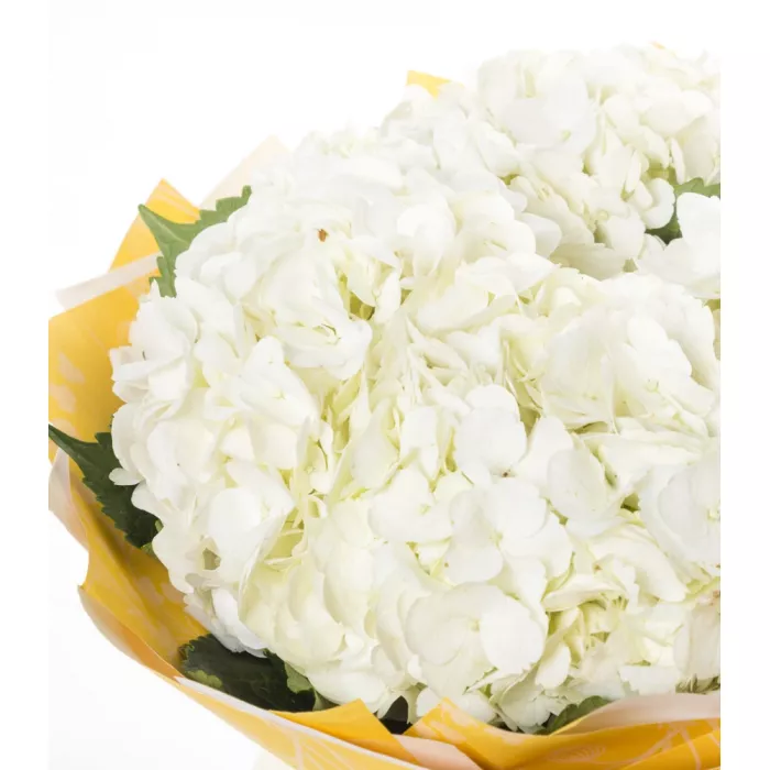 Букет из 5 белых гортензий
