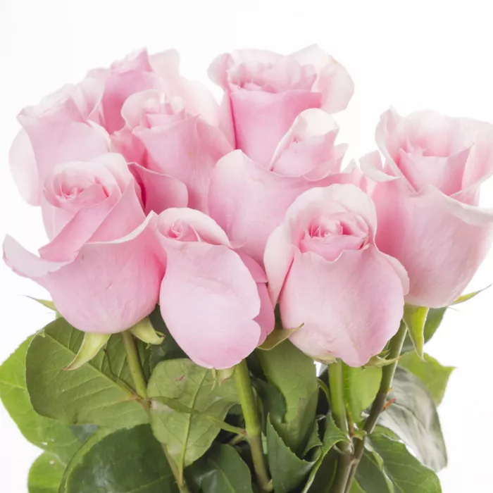 Букет из 9 розовых роз Эквадор 70 см