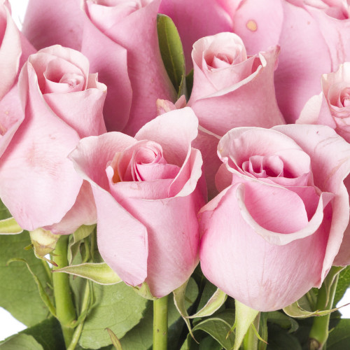 Монобукет из 11 розовых роз Эквадор 70 см