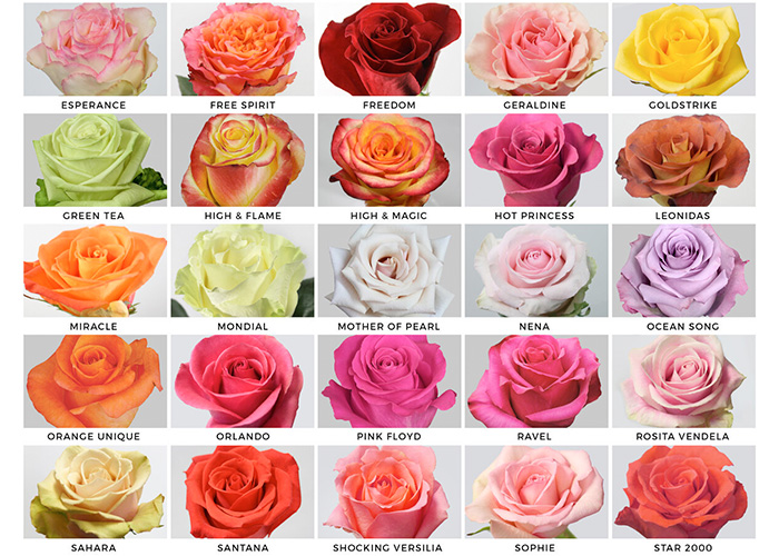 Сорт 2: розовые розы с нежным ароматом