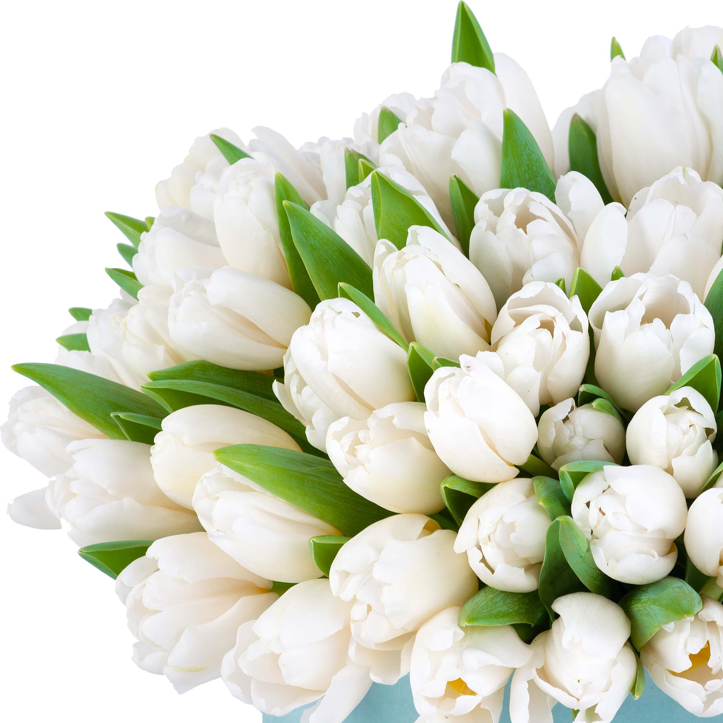 Белые тюльпаны цена Краснодар